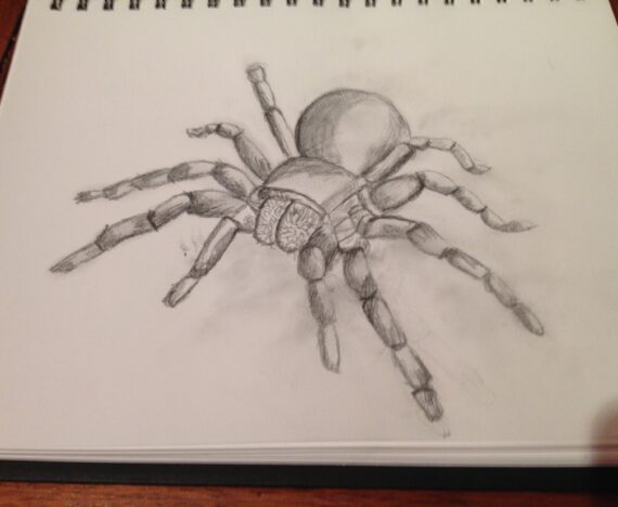 Spider Sketch by Sarah Furey