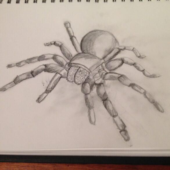 Spider Sketch by Sarah Furey